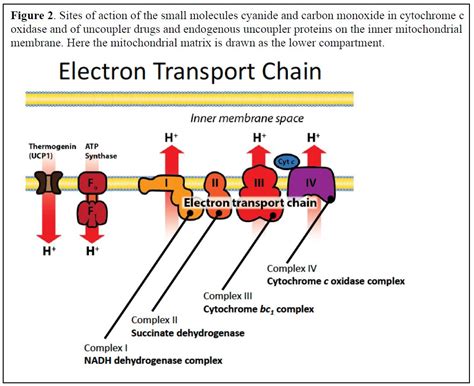 7.2: The Electron Transport Chain (ETC) .